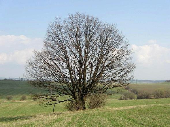 Pamtn strom solitern dub - Bruntl